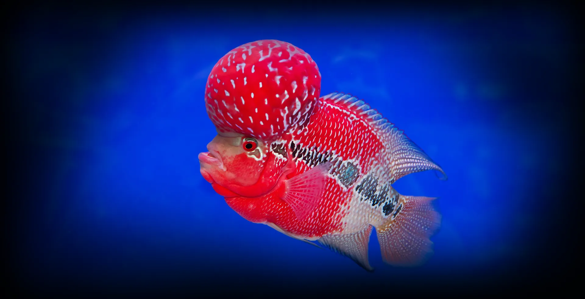 Imagem de fundo de Flowerhorn - Poytara